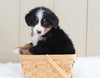 AKC Registered Bernese Mountain Dog For Sale Brinkhaven, OH Female- Penny