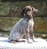 AKC Registered German Shorthaired Pointer For Sale Fredericksburg OH Female-Camo
