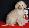 Medium F1B Labradoodle For Sale Millersburg OH Female-Hannah