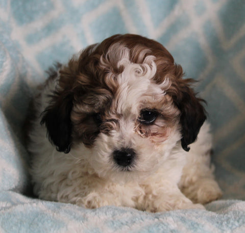 Shih-Poo For Sale Applecreek OH Female-Gracie