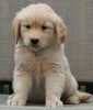 Golden Retriever For Sale Fredericksburg OH Male - Asher
