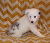 ABCA Registered Border Collie For Sale Warsaw OH Female-Luna