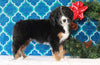 Bernedoodle (Standard) For Sale Sugarcreek, OH Female- Roxy