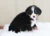 AKC Registered Bernese Mountain Dog For Sale Brinkhaven, OH Female- Penny