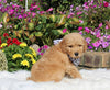Goldendoodle For Sale Sugarcreek OH Male-Adam