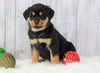 AKC Registered Rottweiler For Sale Holmesvile, OH Male- Tucker