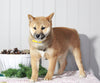 AKC Registered Shiba Inu For Sale Dundee, OH Female- Molly