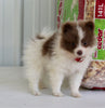 Pomeranian For Sale Fredericksburg OH Female-Daisy