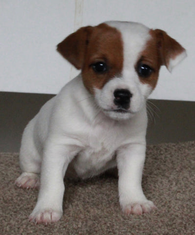 Jack Russel Terrier For Sale Fredericksburg OH Female-Sophia