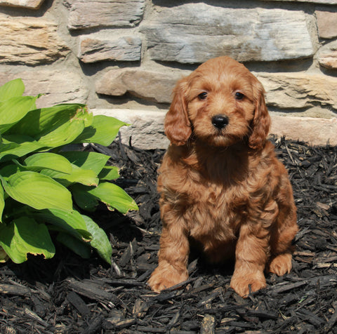 Mini Goldendoodle For Sale Suagrcreek OH Female-Sadie