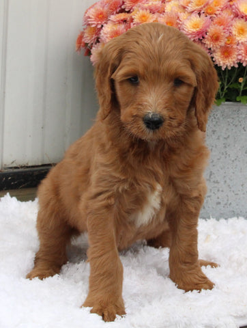 Standard Goldendoodle For Sale Shreve OH Male-Oliver