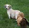 Cockapoo F1B For Sale Sugarcreek, Female- Daisy