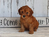 AKC Registered Toy Poodle For Sale Millersburg OH Male-Rocky