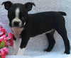 AKC Registered Boston Terrier For Sale Warsaw OH-Female Fiona