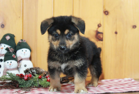 German Shepherd Mix For Sale Millersburg OH Male-Zachary