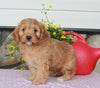 Cavapoo For Sale Sugarcreek OH Male-Sammie