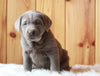 AKC Registered Silver Labrador Retriever For Sale Fredericksburg, OH Female- Megan