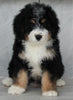 Mini Bernedoodle For Sale Millersburg OH Male-Scott