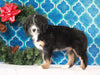 Bernedoodle (Standard) For Sale Sugarcreek, OH Female- Roxy