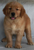 AKC Registered Golden Retriever For Sale Millersburg OH -Female Molly