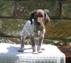 AKC Registered German Shorthaired Pointer For Sale Fredericksburg OH Female-Camo