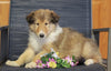 AKC Registered Collie (Lassie) For Sale Fredericksburg, OH Male- Louie