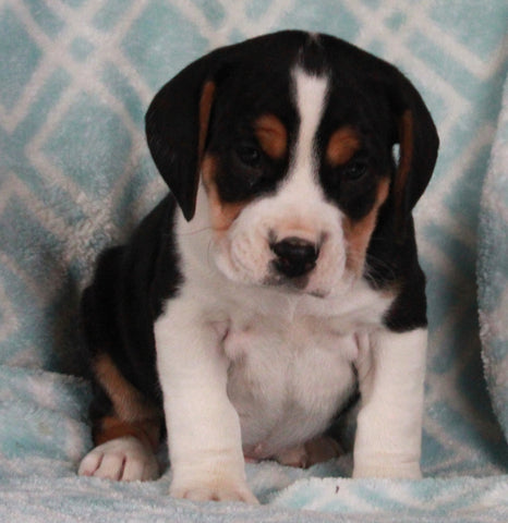 Beabull For Sale Navarre OH Male-Buster
