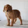 AKC Registered Golden Retriever For Sale Millersburg OH Male-Fritz