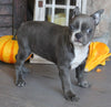 AKC Registered Boston Terrier For Sale Wooster OH Female-Hailey