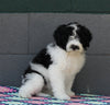 AKC Registered Portuguese Water Dog For Sale Fredricksburg OH Female-Effie