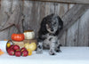 F1B Medium Labradoodle For Sale Millersburg OH Female-Florence