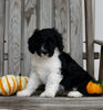 Aussiedoodle For Sale Millersburg OH Male-Wyatt