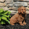 Mini Goldendoodle For Sale Suagrcreek OH Female-Sadie