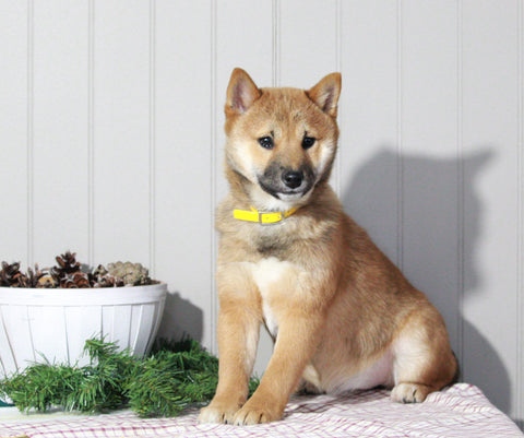 AKC Registered Shiba Inu For Sale Dundee, OH Female- Molly