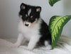 Pomsky For Sale Fredericksburg, OH Female- Dream