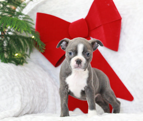 AKC Registered Boston Terrier For Sale Warsaw, OH Female- Eve