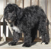Aussiedoodle For Sale Millersburg OH Female-Sophia MAKE AN OFFER