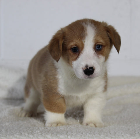 AKC Registered Pembroke Welsh Corgi For Sale Millersburg OH Female-Ava