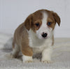 AKC Registered Pembroke Welsh Corgi For Sale Millersburg OH Female-Ava