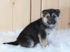 German Shepherd/ Siberian Husky Mix For Sale Millersburg, OH Female- Sadie