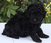 AKC Registered Mini Poodle For Sale Millersburg OH Male-Teddy