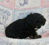Mini Bernedoodle For Sale Millersburg OH Male-Gus