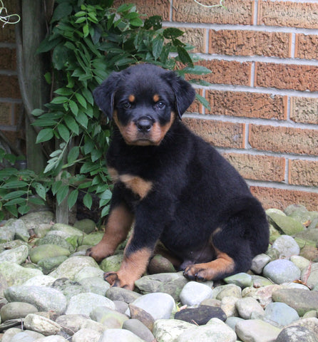 AKC Registered Rottweiler For Sale Shreve OH Male-Diesel