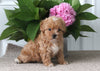 Shih-Poo For Sale Dundee OH Male-Brody