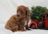 Cockapoo For Sale Millersburg, OH Female- Princess