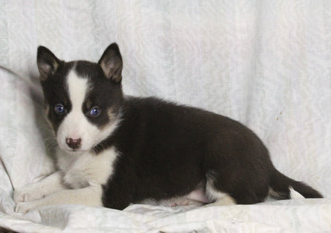 Texas Heeler Siberian Husky Mix For Sale Fredericksburg OH Female-Twix