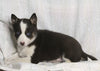 Texas Heeler Siberian Husky Mix For Sale Fredericksburg OH Female-Twix