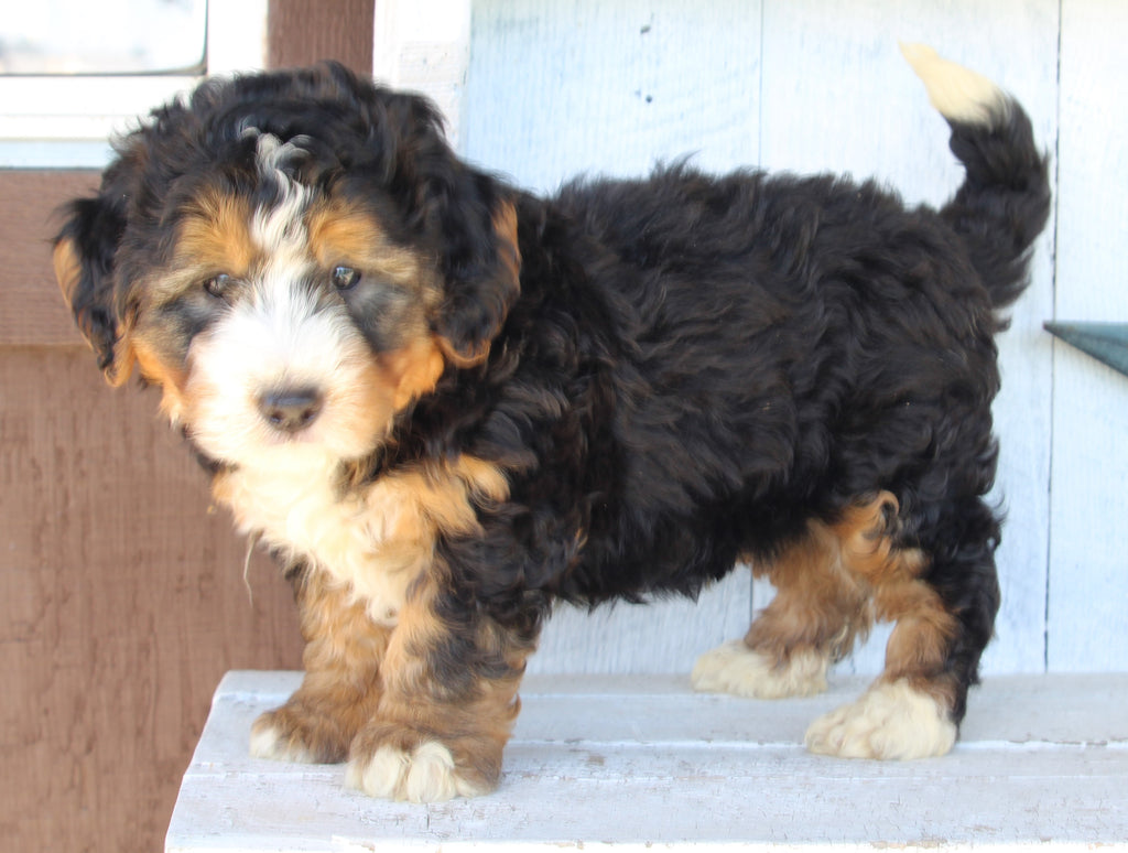 Mini Bernedoodle For Sale Millersburg OH MaleBaxter AC Puppies LLC