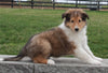 Collie (Lassie) For Sale Fredricksburg OH, Buster