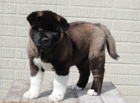 AKC Registered Akita For Sale Millersburg, OH Male- Malikia